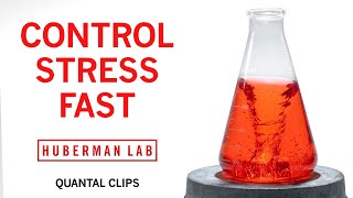 How to Control Stress in RealTime  Huberman Lab Quantal Clip [upl. by Aramois]