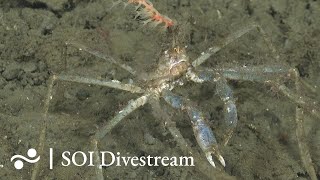 Taitao Seeps  SOI Divestream 756 [upl. by Chap]