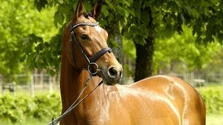 Trakehner dressage Horse for Sale  Royal Flush by Stallion Adamello [upl. by Nert97]