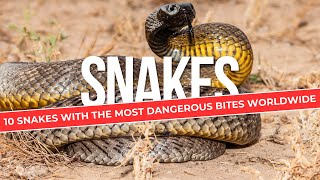 10 Snakes with the Most Dangerous Bites Worldwide Snake Video  EcoExplorerTV [upl. by Anagnos]