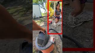 Vacuum vs Wasps How to Relocate a Deadly Nest insects wasps [upl. by Kosey53]