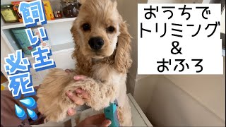 【手が震えた】はじめておうちでセルフトリミング［アメコカの子犬］ [upl. by Ehgit]