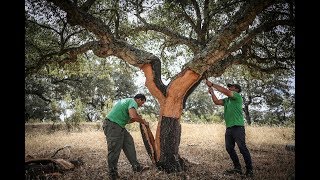 Nueva herramienta para la saca del corcho [upl. by Zemaj165]