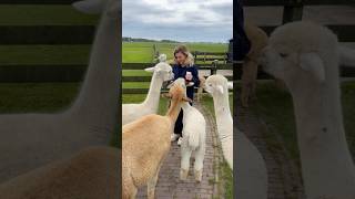 High Tea’en tussen de alpacas🦙 [upl. by Nawk650]