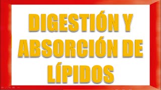 DIGESTIÓN Y ABSORCIÓN DE LÍPIDOS [upl. by Annamaria866]