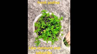 my home made garden growing in fresh podina yt food explore recipe podina mint gardening [upl. by Yojal]