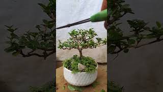 bonsaiexoticpets indoorbonsai bonsaitree bonsaiideas indoorplants [upl. by Einniw]