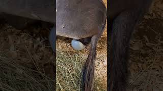 Donkey Foaling Video 6 feet present [upl. by Clift]