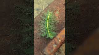 Baron butterfly caterpillar Euthalia monina shortvideo youtubeshorts viralvideo [upl. by Ettenauq]