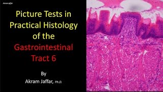 Picture tests in histology of the gastrointestinal system 6 [upl. by Alicec447]