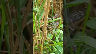 The Willow Emerald Damselfly mix damselfly emerald [upl. by Doownel154]