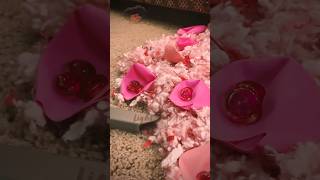 Crevice Tool • Random Mix • Playin Around w Chibi 1 of 2 💕 asmr vacuuming [upl. by Rasmussen220]