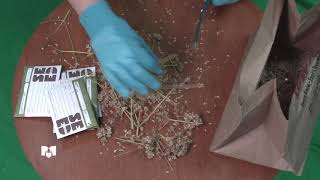 Seed saving Lovage seeds [upl. by Leaw]