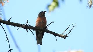 Red Crossbill at the Morton arboretum 1 [upl. by Nilesoj]