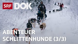 Abenteuer Schlittenhunde  Mit Huskys unterwegs in Finnisch Lappland 33  Doku  SRF Dok [upl. by Aiseneg704]