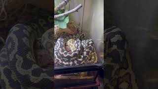 Carpet python making the next generation ￼ [upl. by Hepsoj]