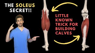 The Soleus Secret The Anatomy behind Calf Definition and Volume [upl. by Haimes]