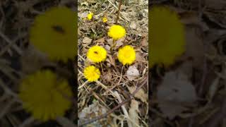 Tussilago Farfara Sign Of Spring [upl. by Greenes]