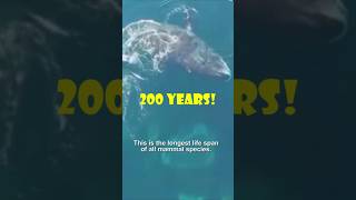 Why Bowhead Whales Live Over 200 Years BowheadWhale LongestLivingMammal [upl. by Ardolino]