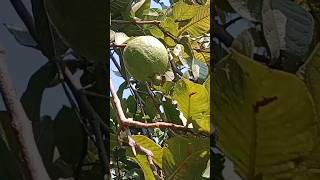 Common guava  psidium guajava  पेरू shorts nature youtubeshorts ytshorts [upl. by Notlef]