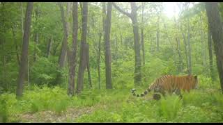 Massive siberian tiger and Ussuri brown bear [upl. by Dlanger47]