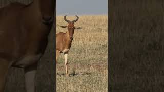 Hartebeest Antelope wildlife animalworld youtubeshorts [upl. by O'Carroll913]