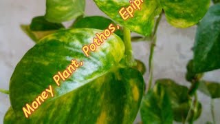 Money Plant Pothos Epipremnum Aureum [upl. by Pettiford]