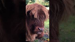 Highland cow spotting at pollock glasgow highland [upl. by Nnayelsel]