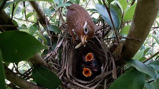 畫眉鳥育雛記錄，小鳥出殼的第3天 ｜Bird breeding records [upl. by Assiram]