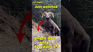 Unbelievable mountain goats Age only 12 years 😭🐐 [upl. by Atikihs]