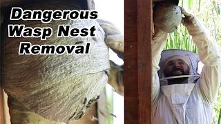 Destroying A Dangerous Wasp Nest  1st Yellowjacket Nest Removal of 2024 Mousetrap Monday [upl. by Alexandra]