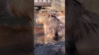 Capybara hot spring bath ♨️ in Shizuoka [upl. by Ilime219]