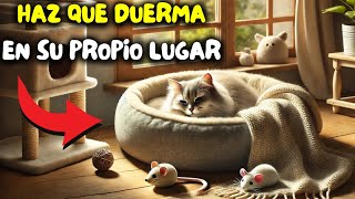 7 consejos para que tu gato DUERMA EN SU CAMA [upl. by Atinihs819]