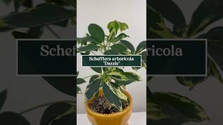 Care tips for Schefflera arboricola “Dazzle” the Variegated Umbrella Plant 🪴☂️ shorts plants [upl. by Menken]