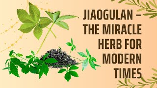 Jiaogulan – The Miracle Herb for Modern Times [upl. by Akisej]