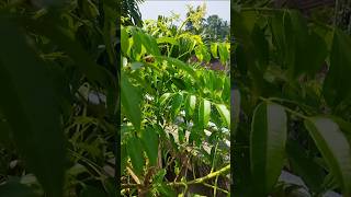 Thai sweet all time amra farming  Amra plant 🌿shorts fruits plantlover trendingshorts [upl. by Yatnuhs]