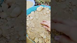 Gardening of chilli seeds 🌶️😊 gardening chiili MeeraSristiKotia [upl. by D'Arcy]