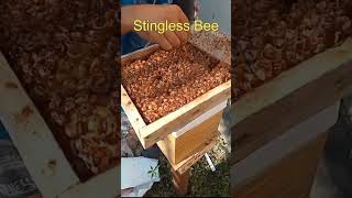 Harvesting Stingless Bee Honey in the Backyard [upl. by Calesta]