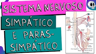 Sistema Nervoso Autônomo  Simpático e Parassimpático [upl. by Ettedanreb360]