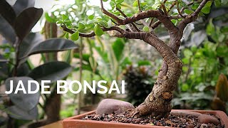 Dwarf Jade Bonsai  detailed pruning amp repotting  Portulacaria afra Bonsai [upl. by Anrehs]