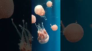 Underwater Monster  A big jellyfish   Kids video shorts ytshorts jellyfish kids ocean [upl. by Sedgewick]