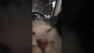 cat she begs and runs around for food every night at 8 PM 1ksubs fypシ゚viral funny silly [upl. by Eidob]