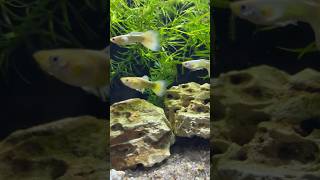 Did you know about brine shrimp  shorts fish brineshrimp [upl. by Laroy]