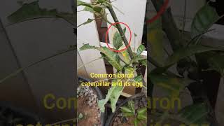 Common baron caterpillar and its eggs I shorts I ChulbulliTV [upl. by Burbank]