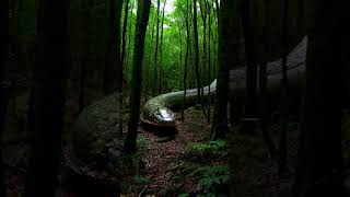 The king of cobra in the forest snake cobra kingsnake wildlife animal [upl. by Lemhar]