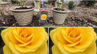 Planting the Sol Desire Floribunda Rose a Costco Gem [upl. by Juliana]