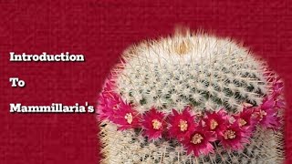 Mammillaria Collection Tour  Introduction mammillaria cactus [upl. by Luciano]