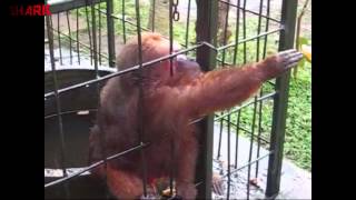 Ghetto Monkey Eating Bananas Funny Voiceover [upl. by Nnylidnarb]