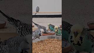 Our Cute Budgies Eating [upl. by Tatiania]