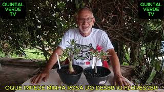 OQUE IMPEDE MINHA ROSA DO DESERTO FLORESCER vídeo 1149 [upl. by Airdnala742]